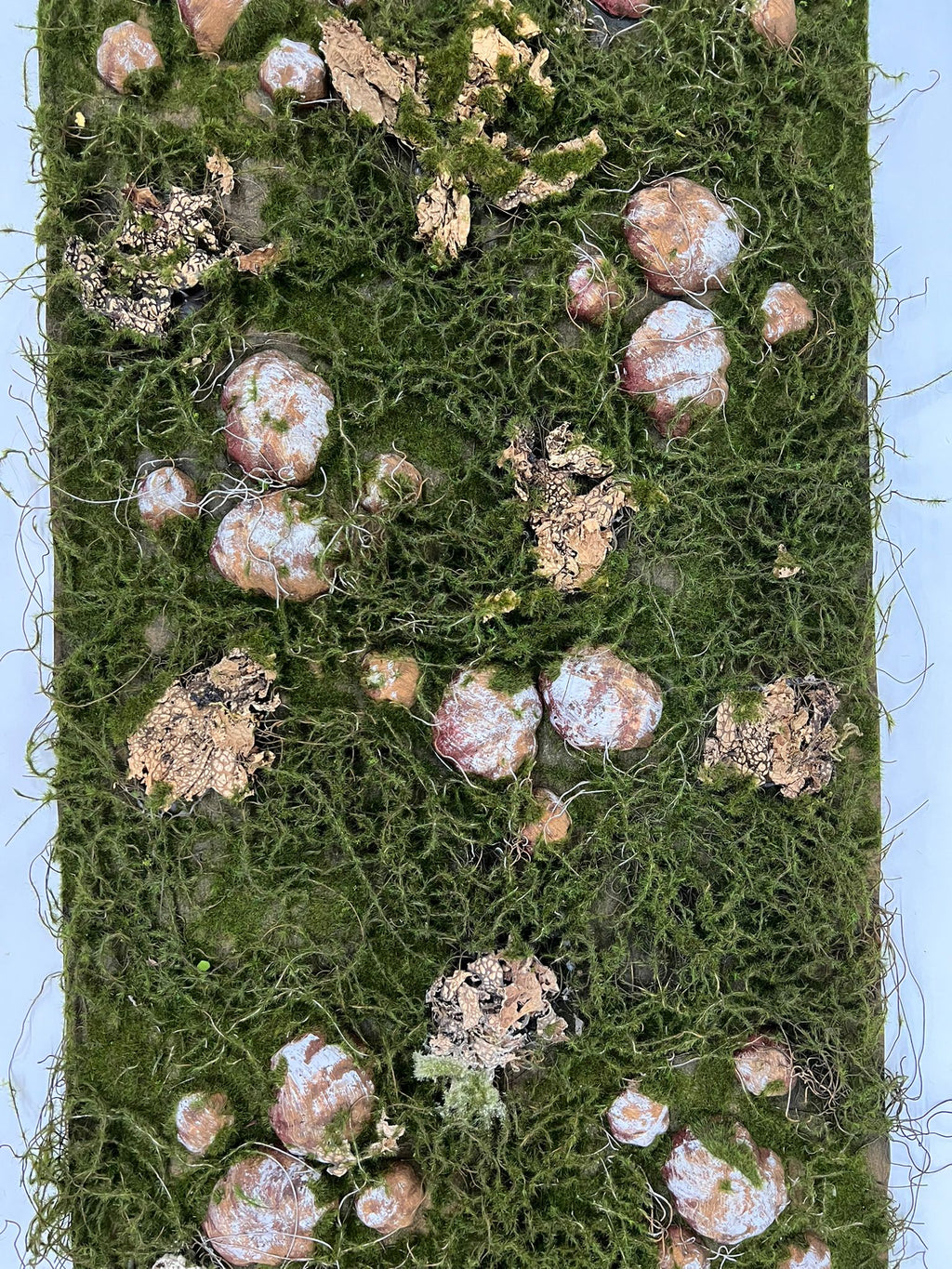 Panou cu Muschi si Radacini 3D