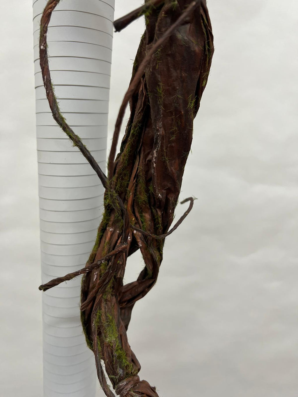 Liana Decorativa