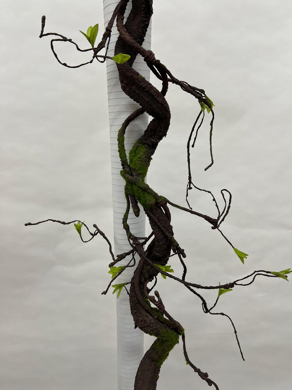 Liana Decorativa