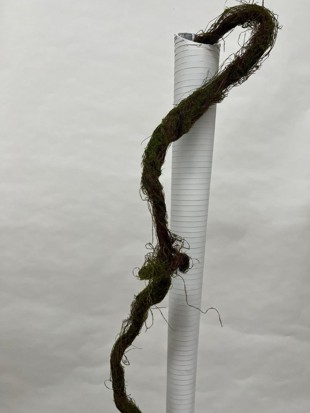 Liana Decorativa