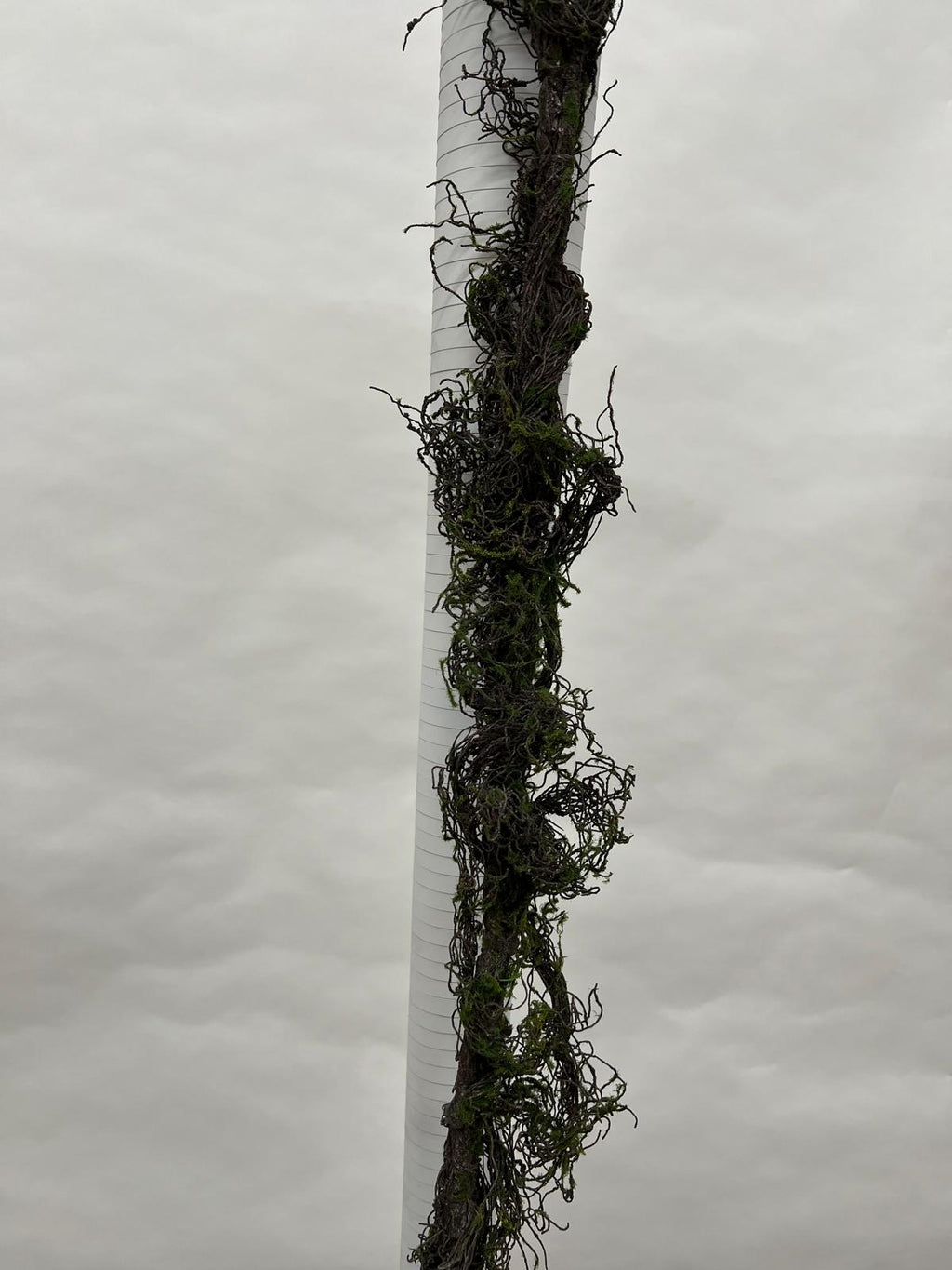 Liana Decorativa