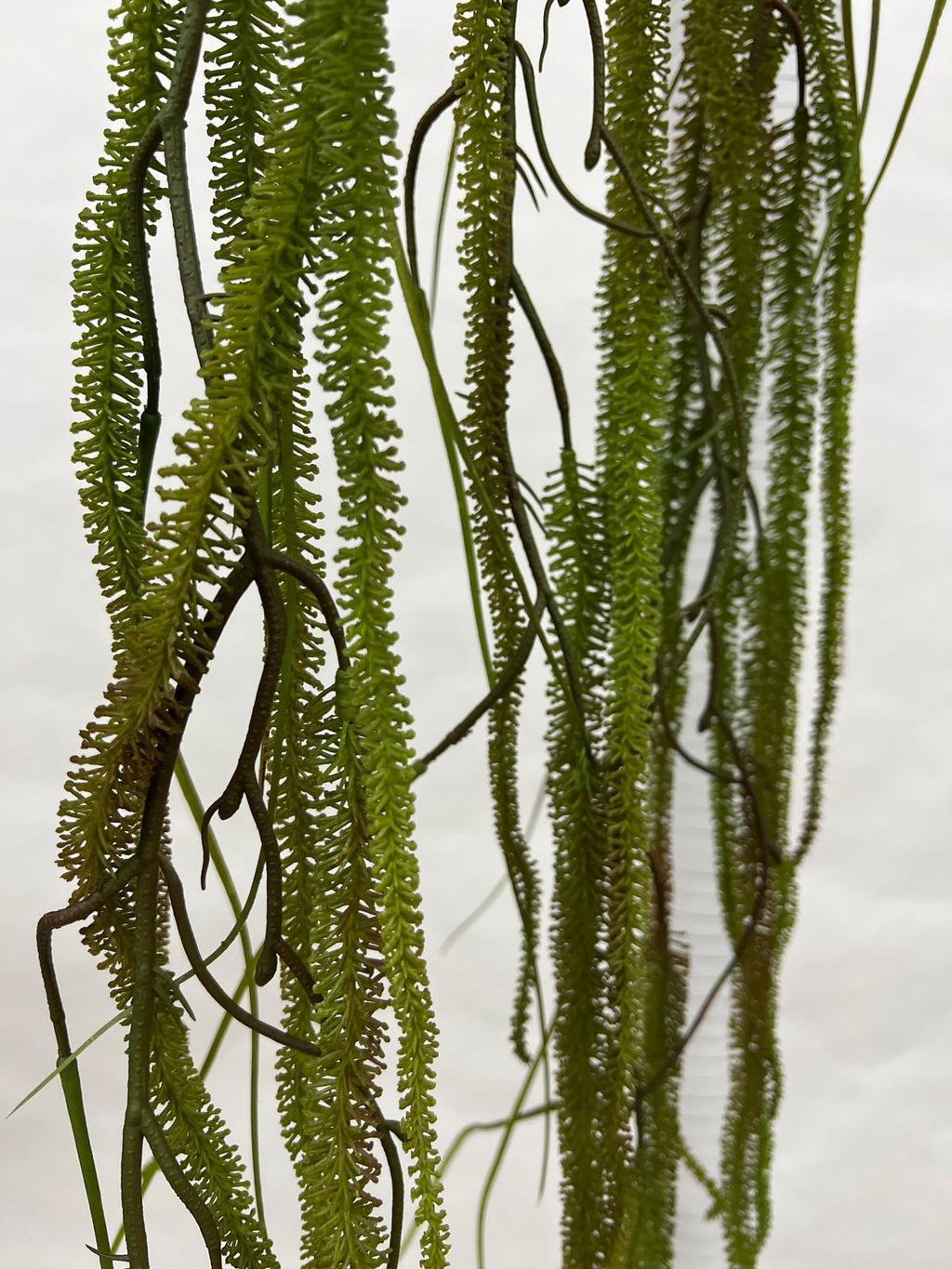 Amaranthus (Matisori)