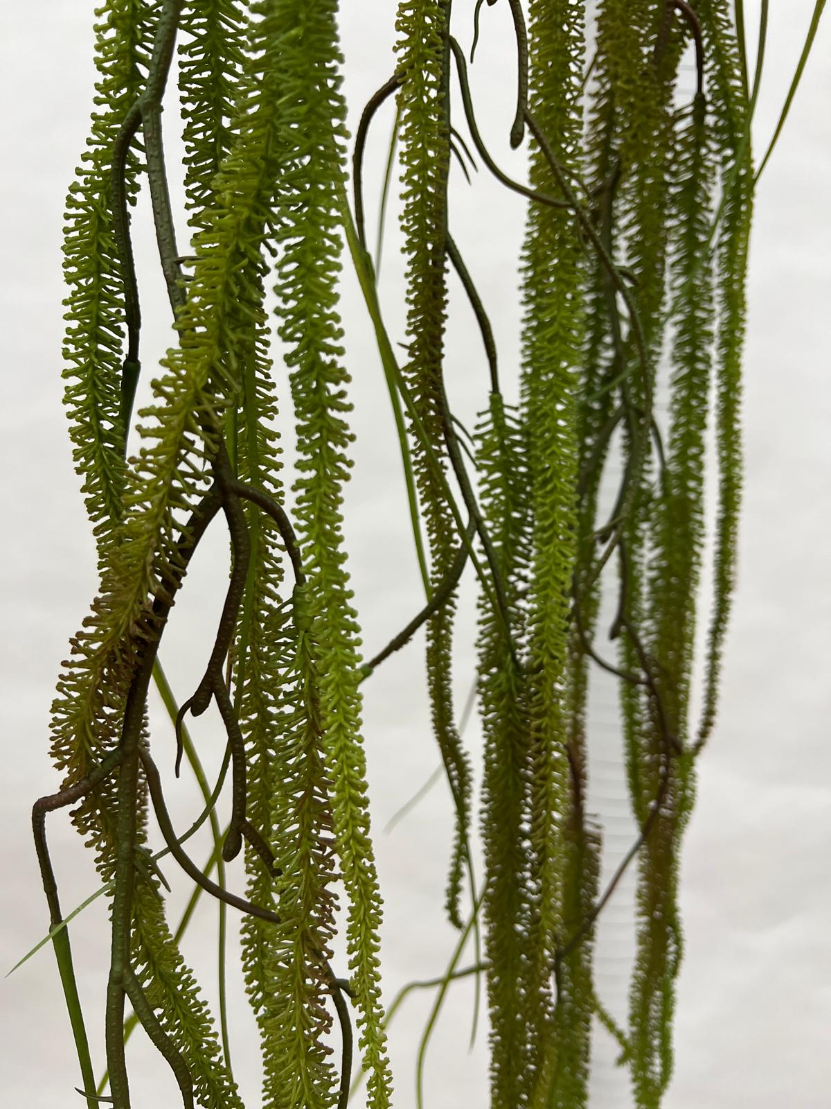 Amaranthus (Matisori)
