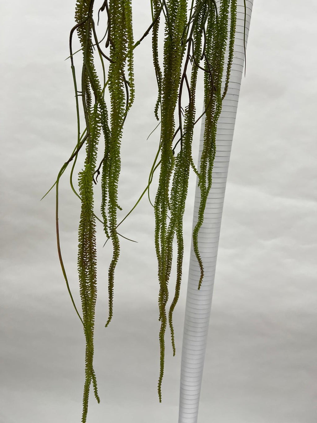Amaranthus (Matisori)