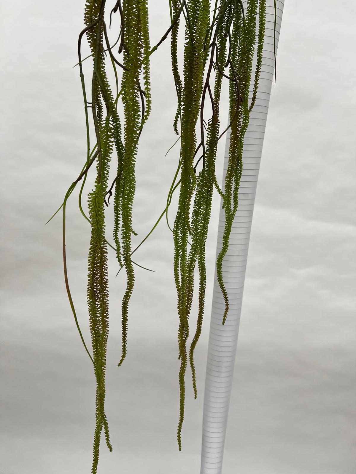 Amaranthus (Matisori)