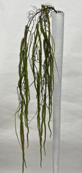 Amaranthus (Matisori)