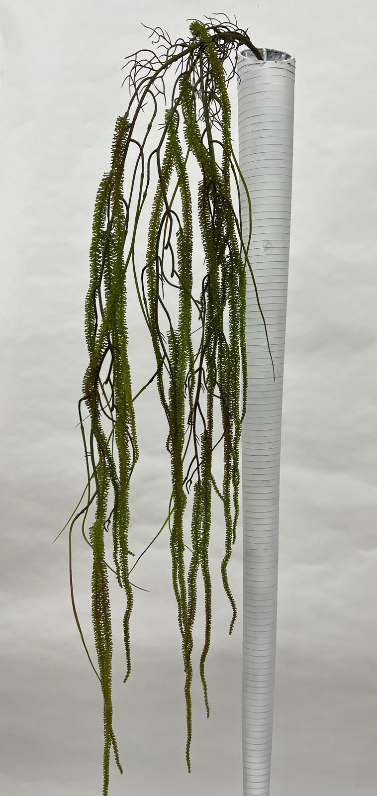 Amaranthus (Matisori)