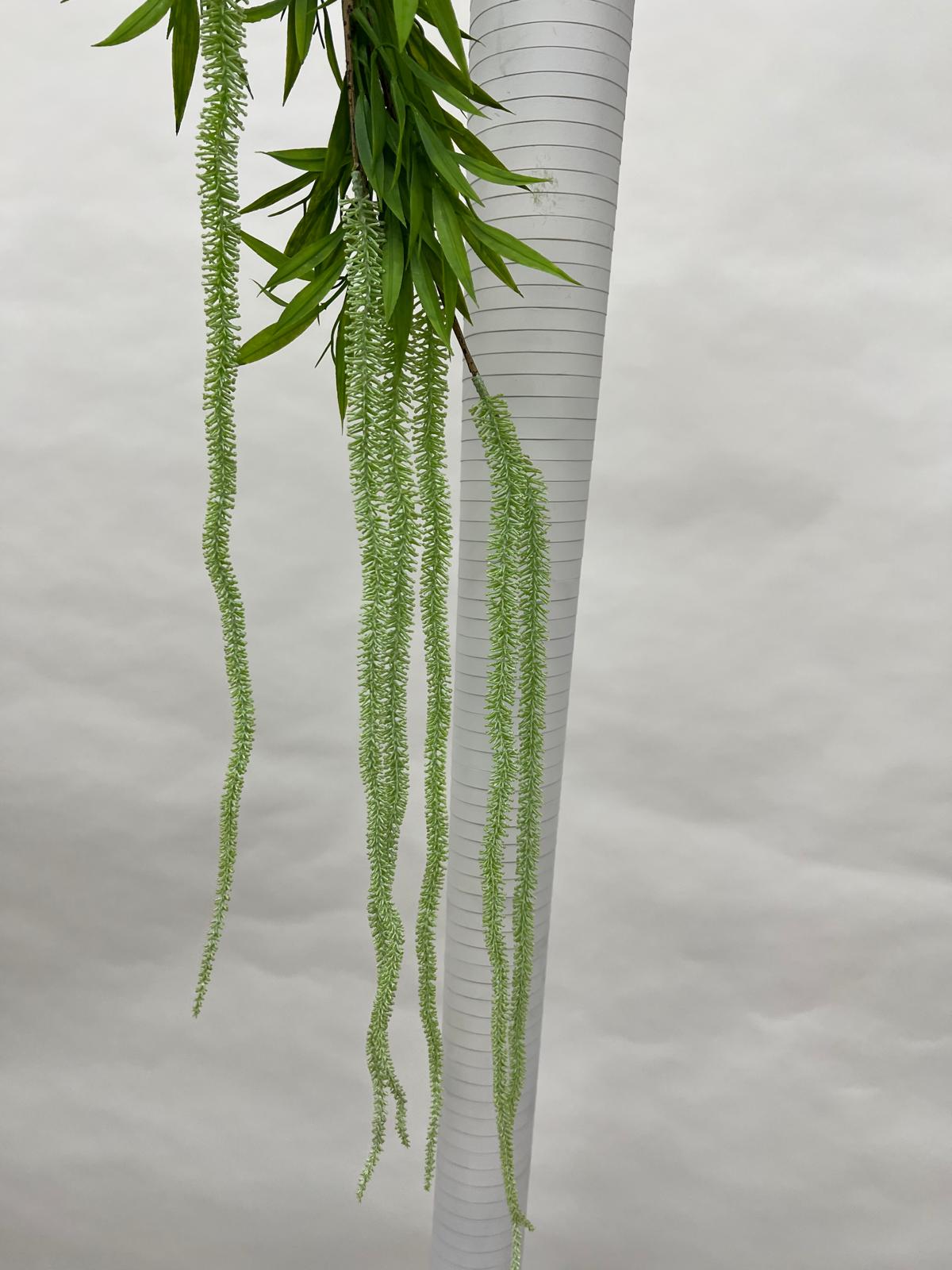 Amaranthus (matisori)
