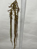 Amaranthus (matisori)
