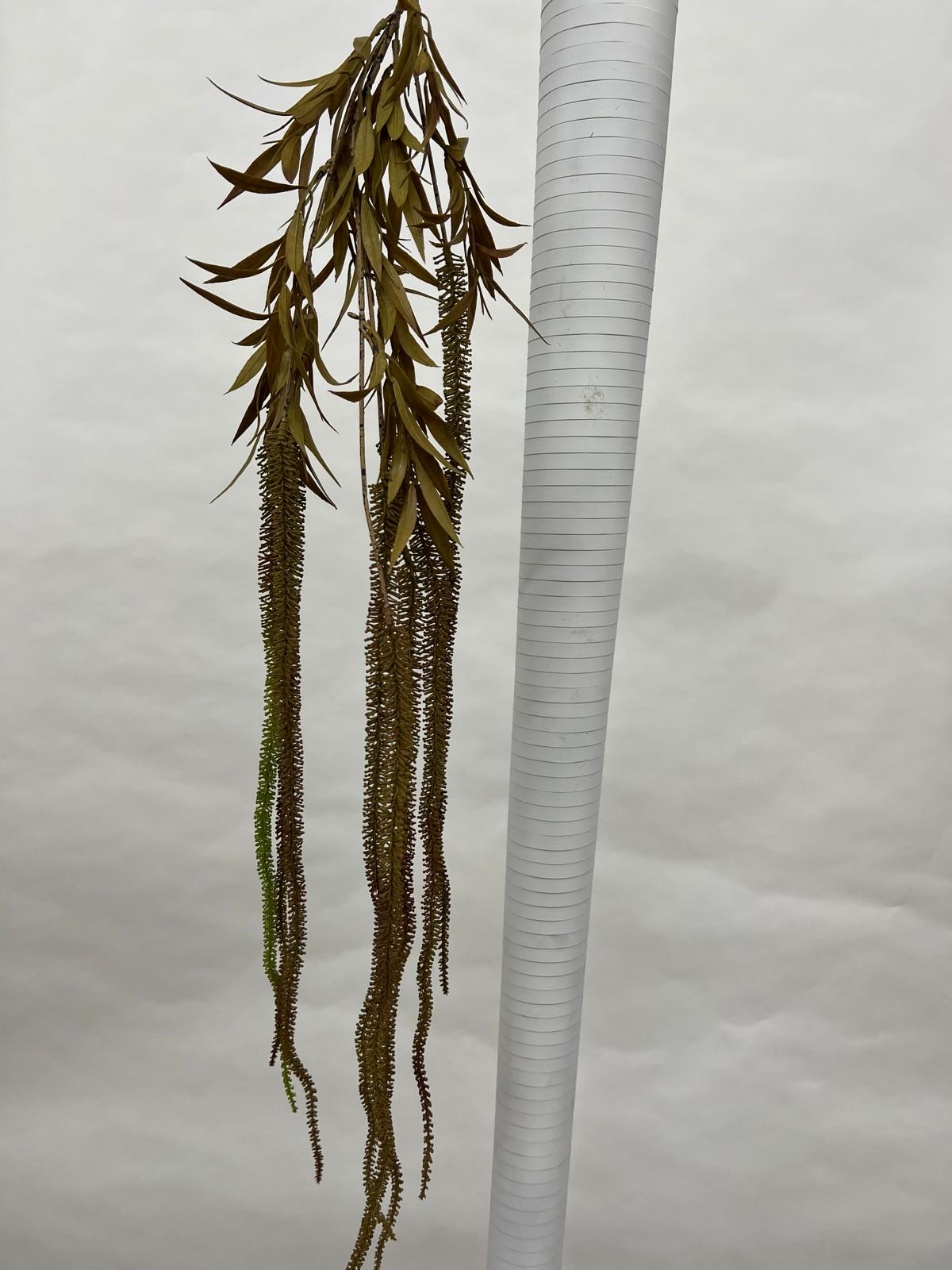 Amaranthus (matisori)