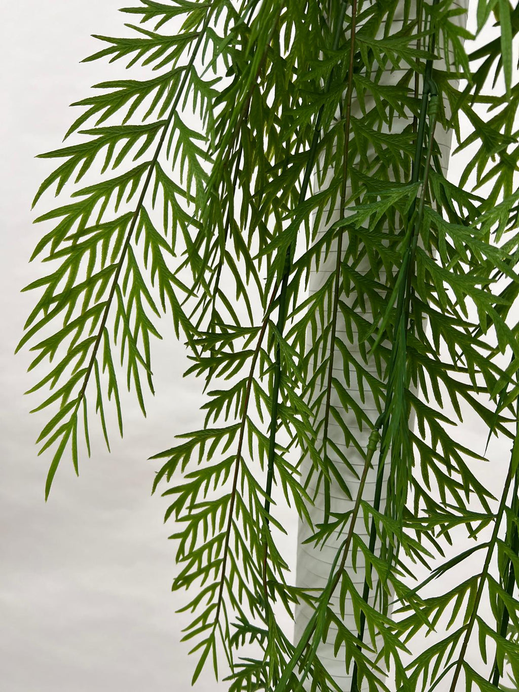 Plante curgatoare
