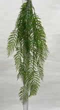 Plante curgatoare