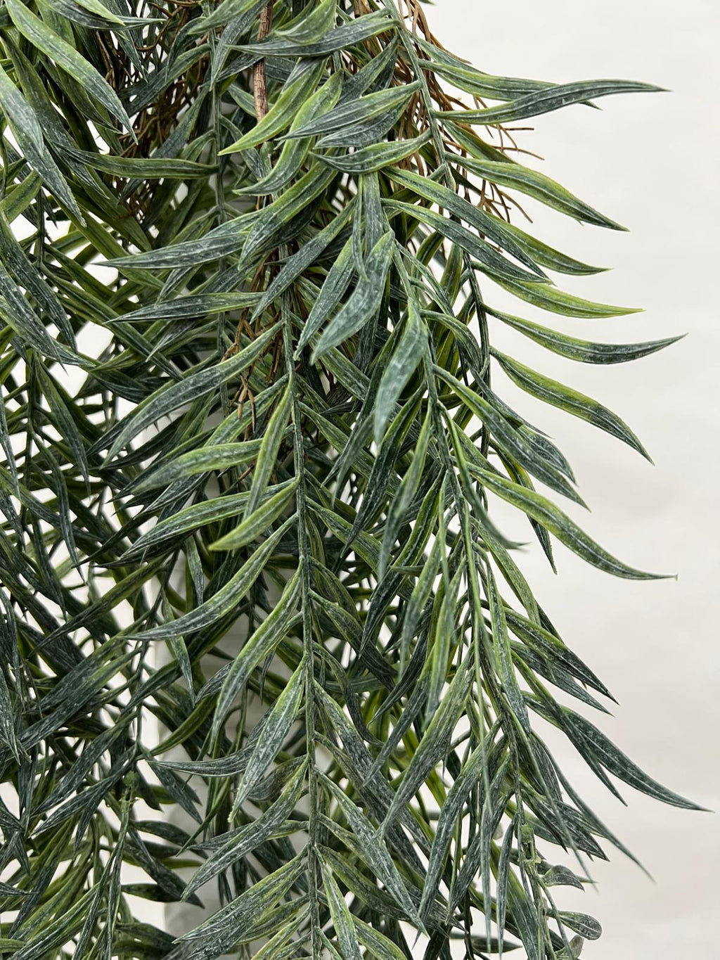 Plante Curgatoare