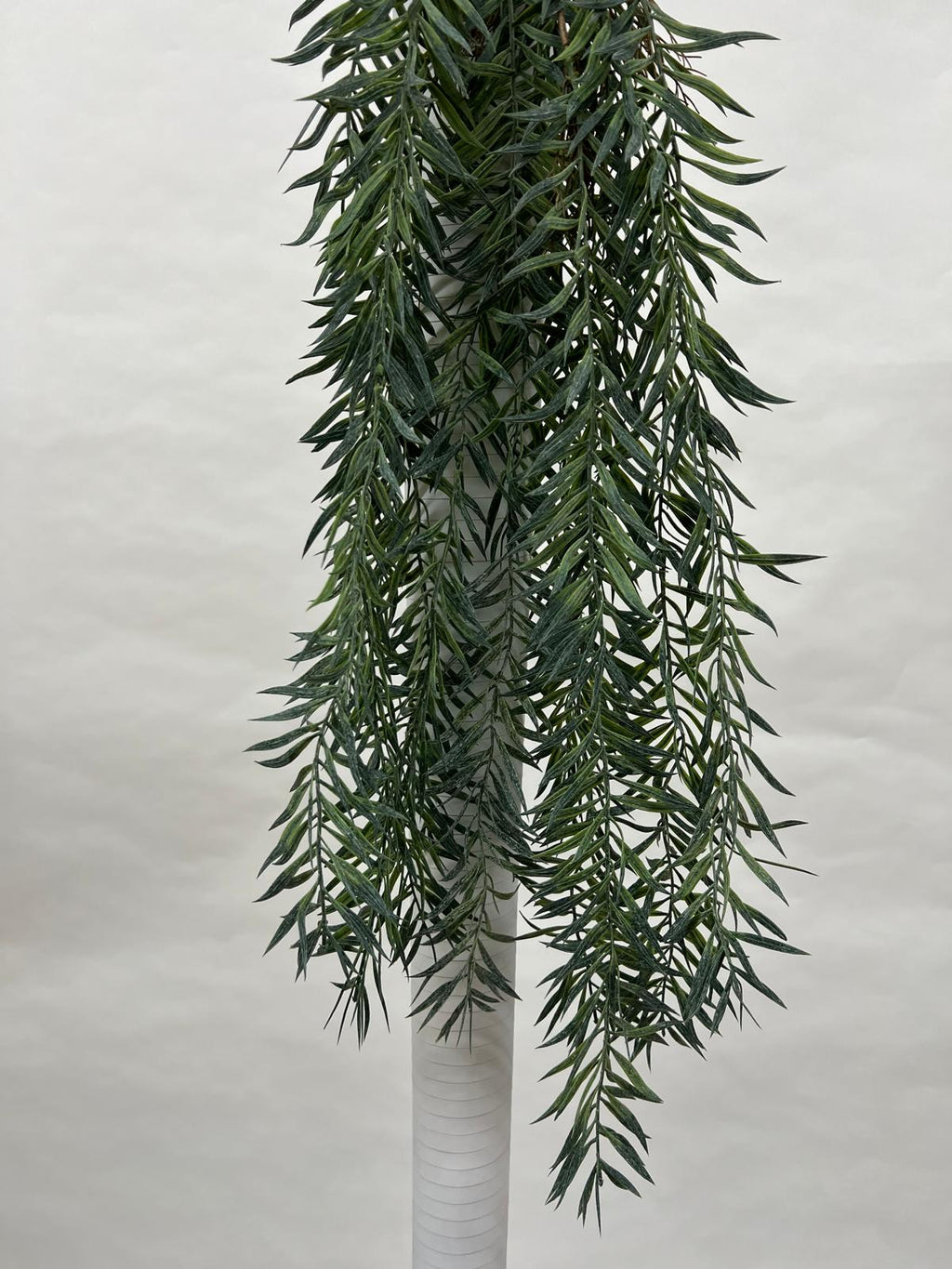 Plante Curgatoare
