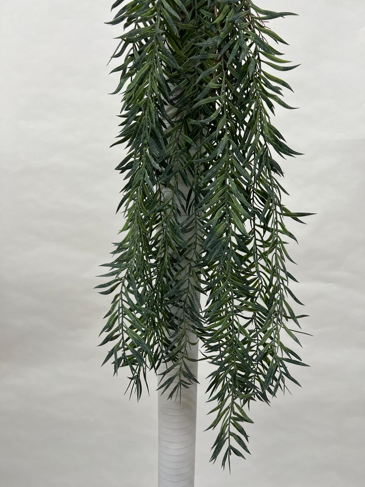 Plante Curgatoare