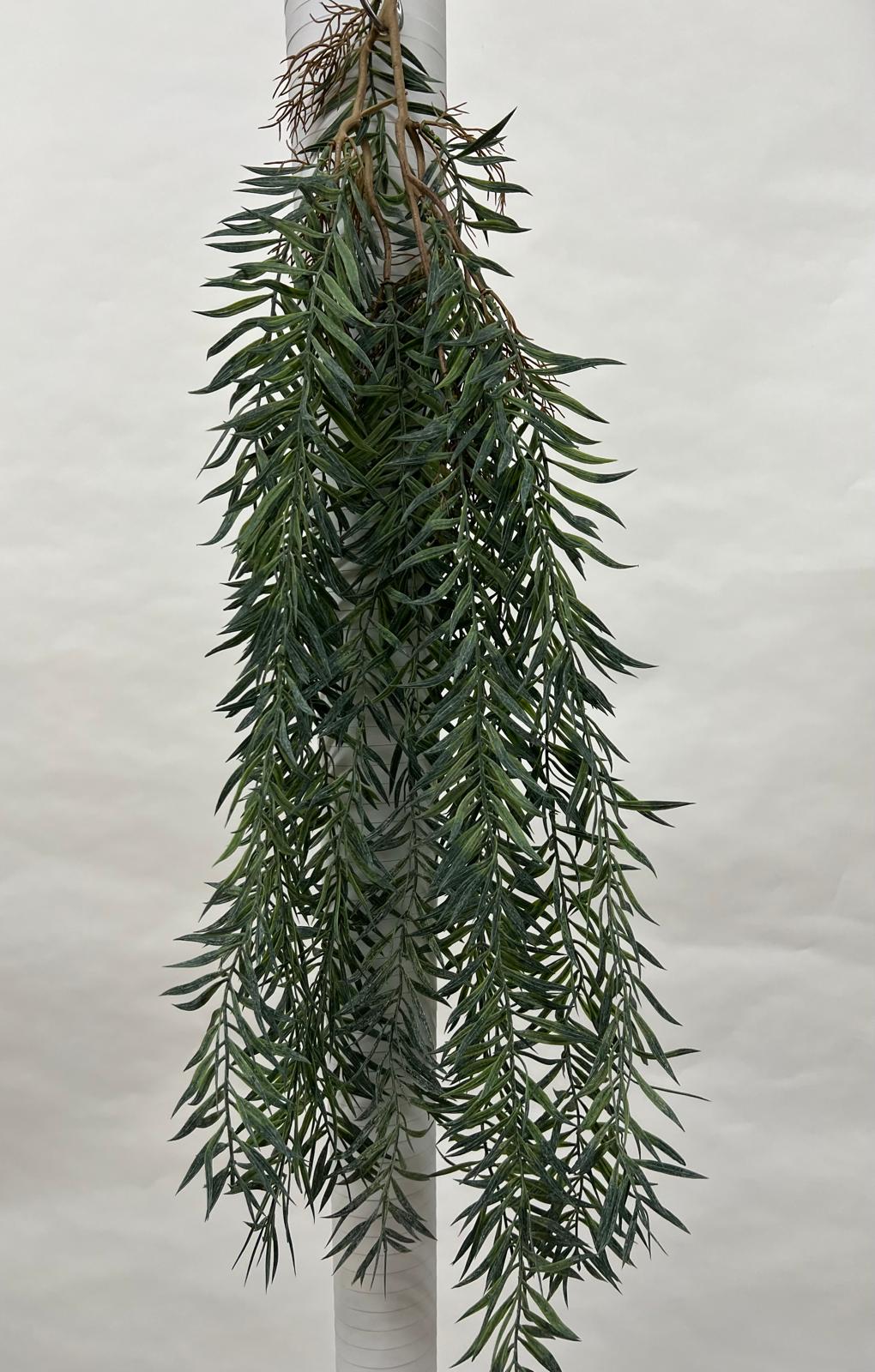 Plante Curgatoare