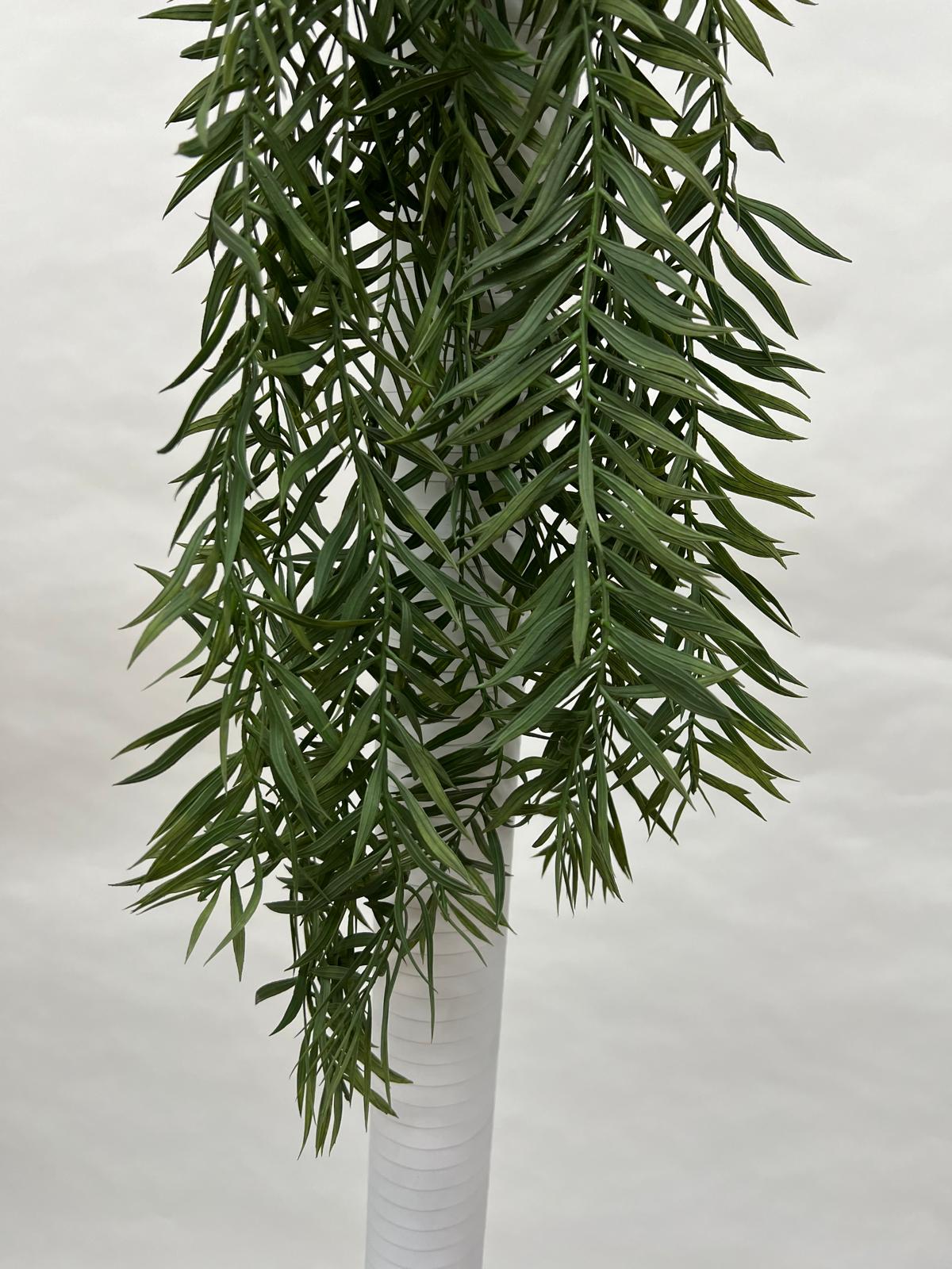 Plante Curgatoare