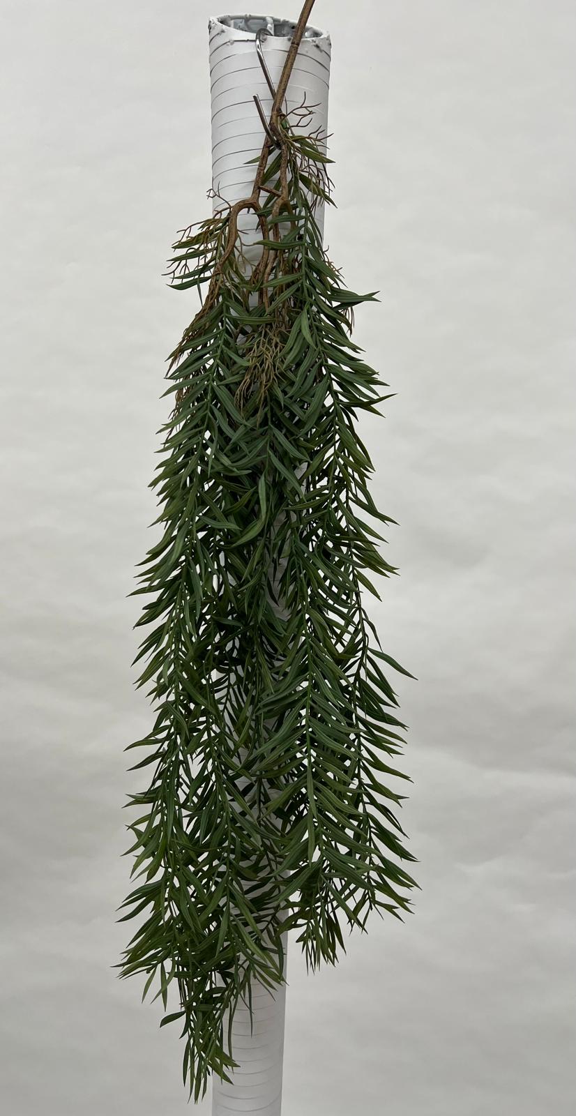 Plante Curgatoare