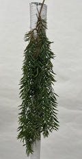 Plante Curgatoare