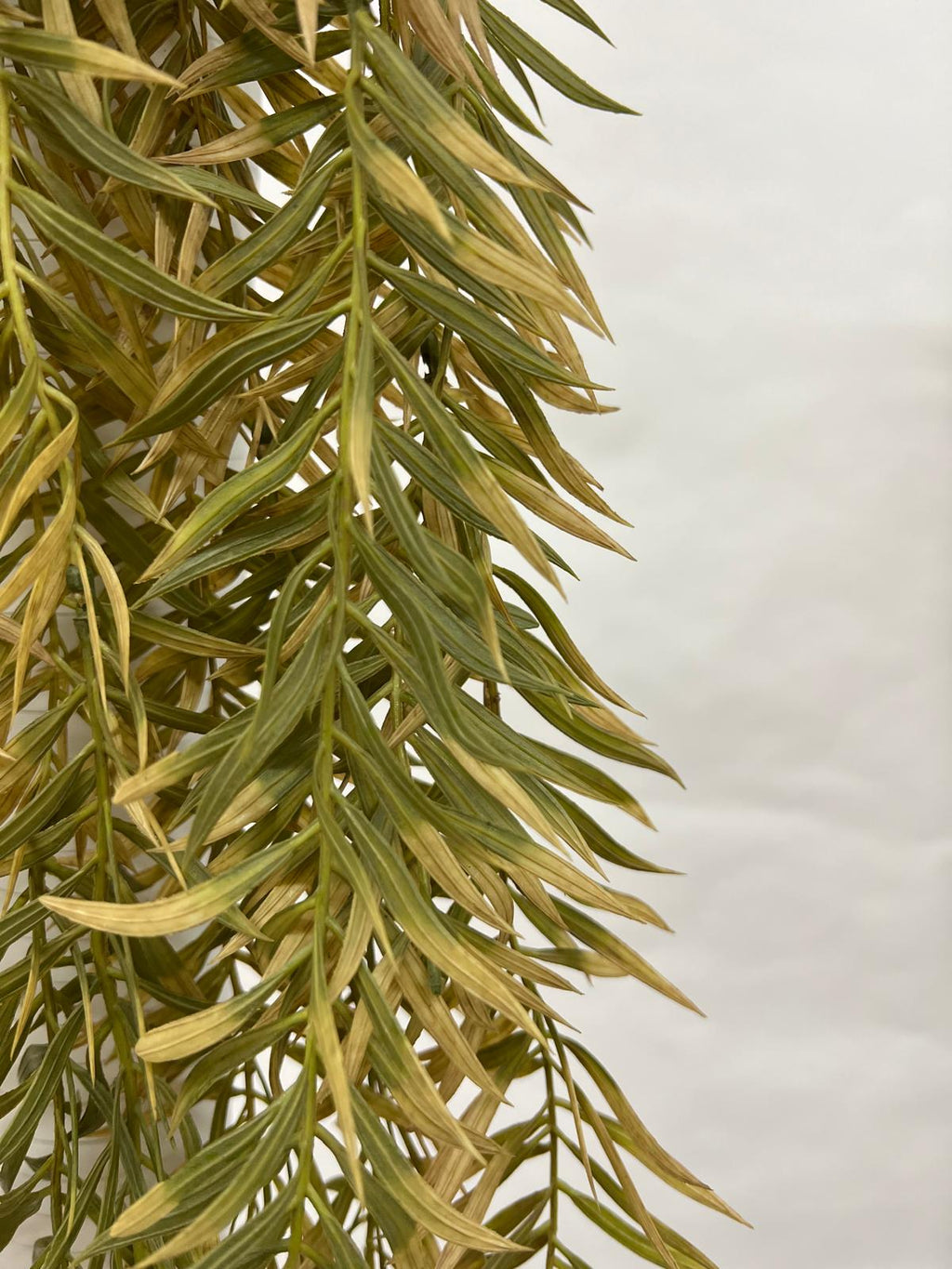 Plante Curgatoare