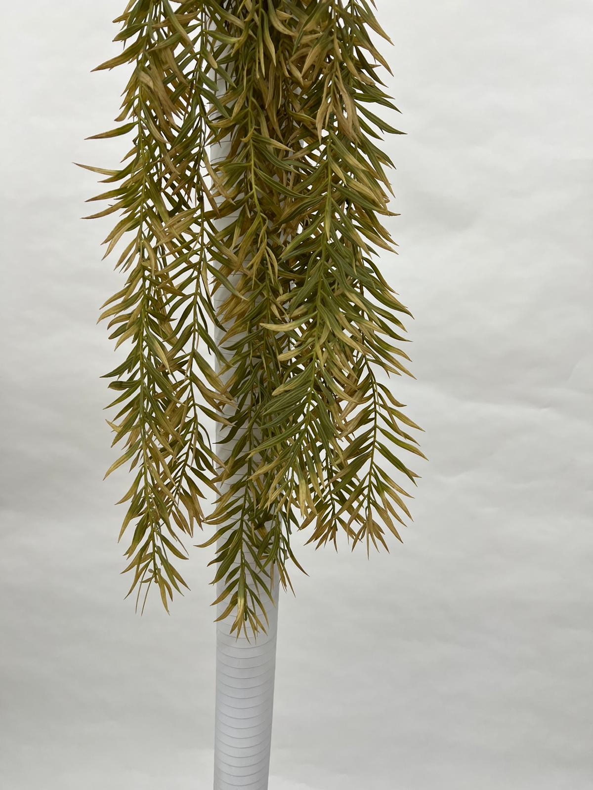 Plante Curgatoare