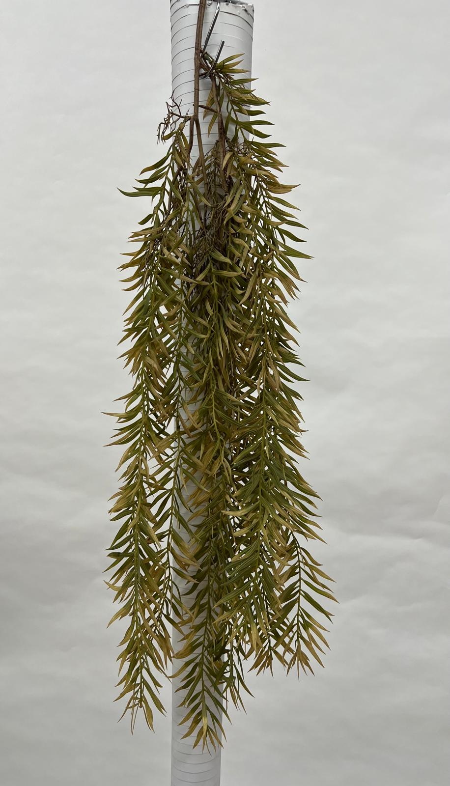 Plante Curgatoare