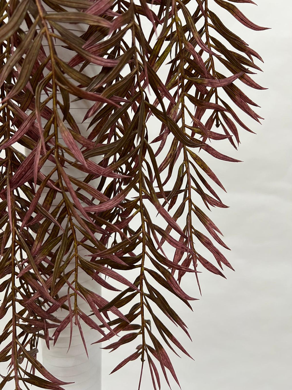 Plante Curgatoare
