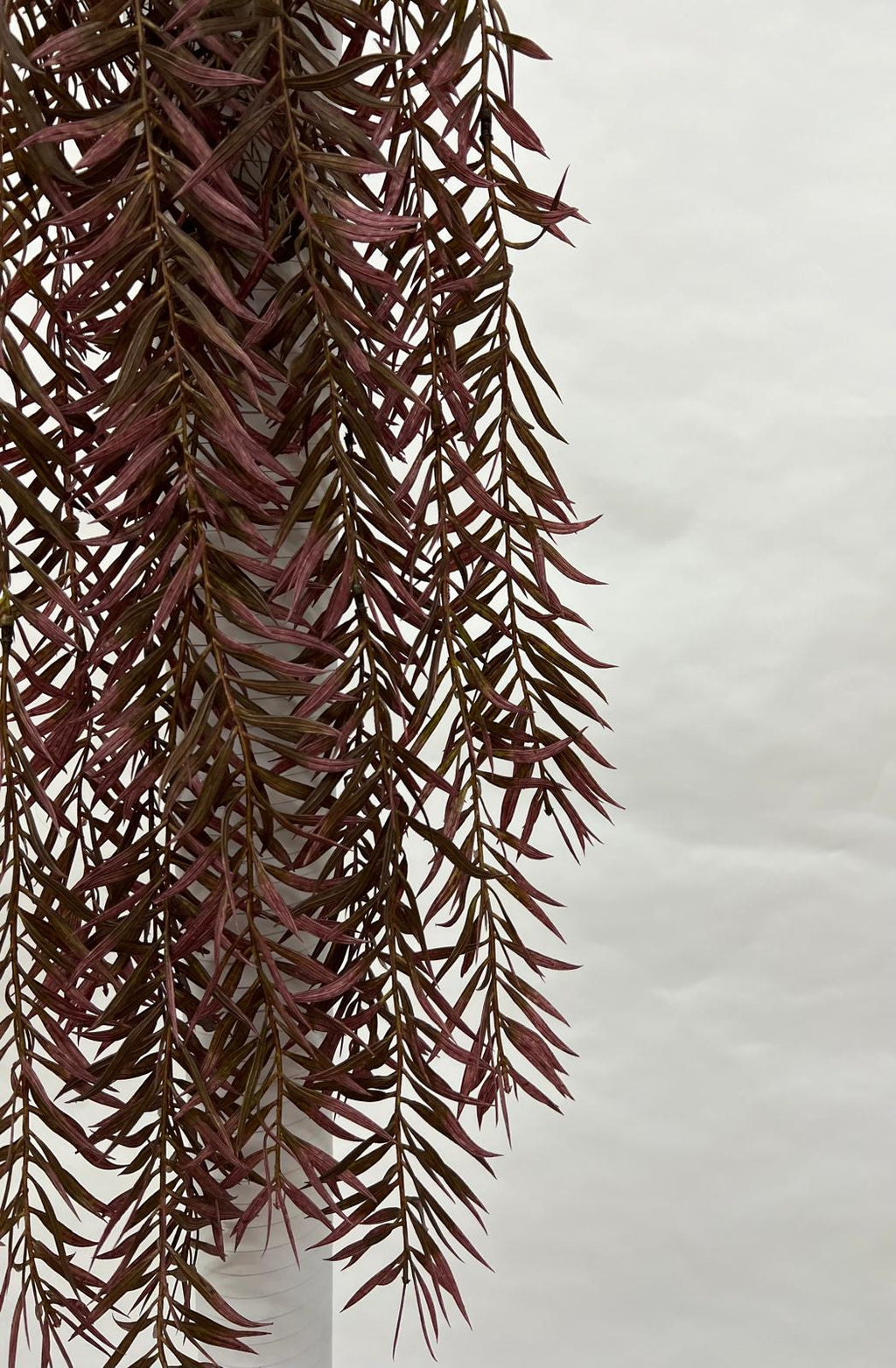 Plante Curgatoare