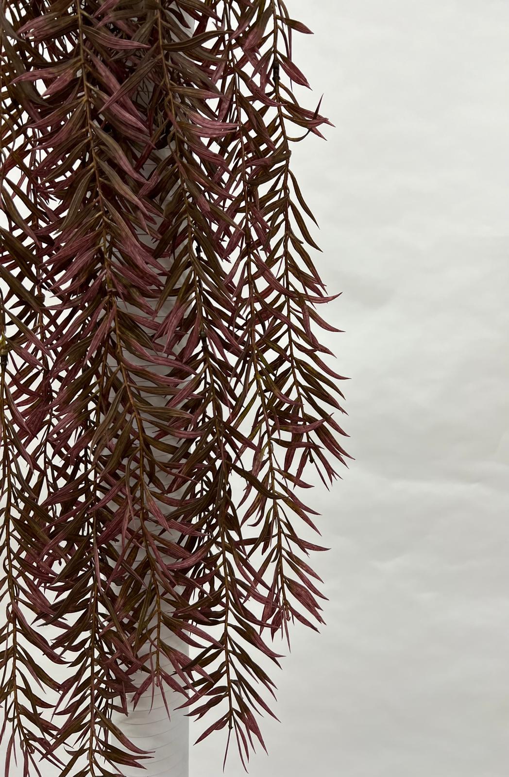 Plante Curgatoare