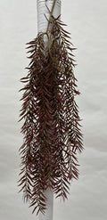 Plante Curgatoare