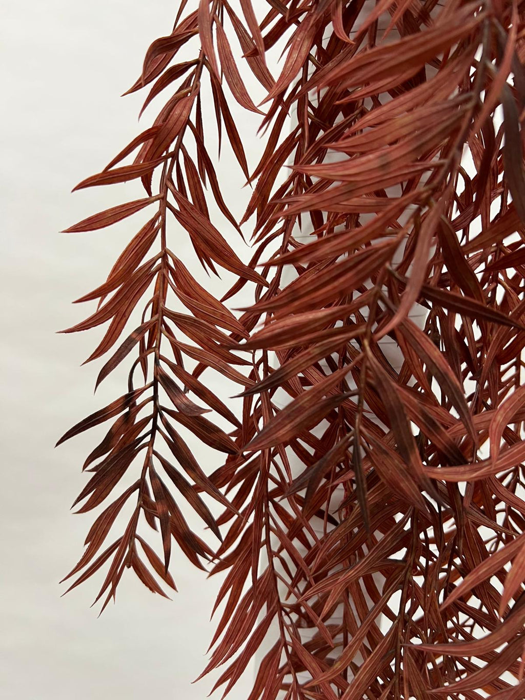 Plante Curgatoare
