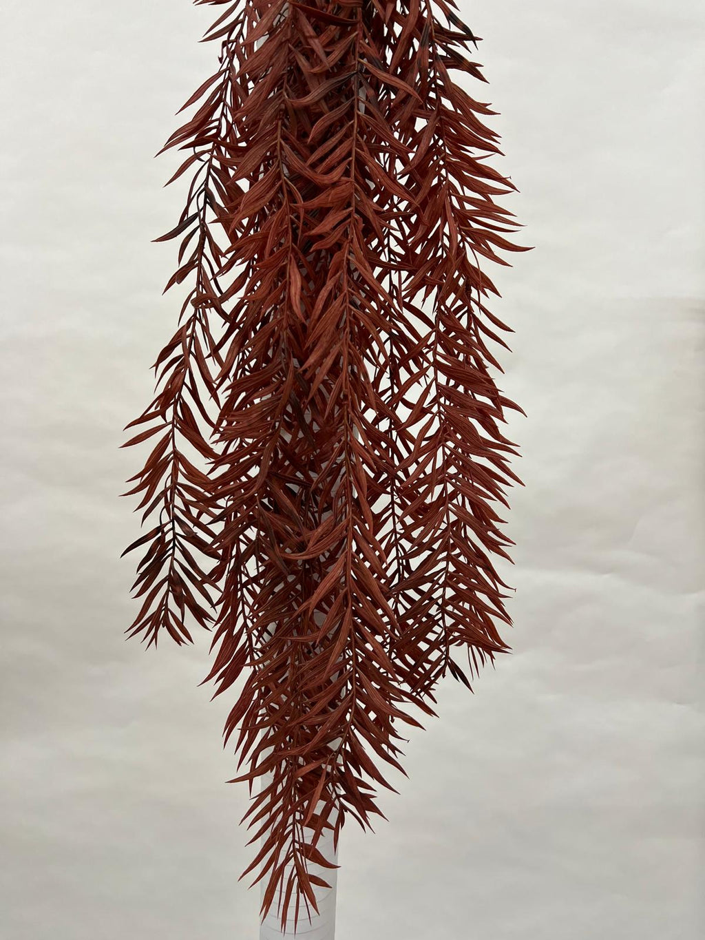 Plante Curgatoare