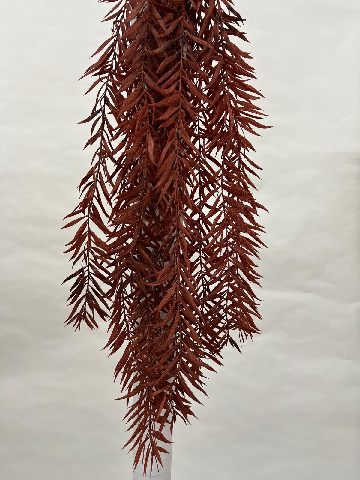 Plante Curgatoare