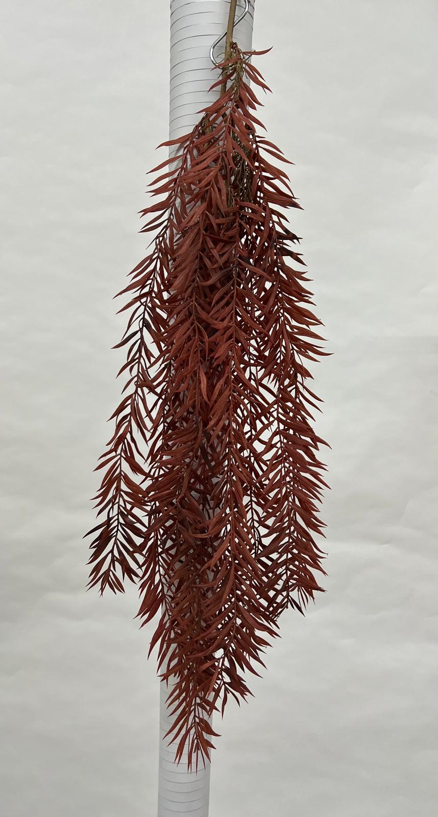 Plante Curgatoare