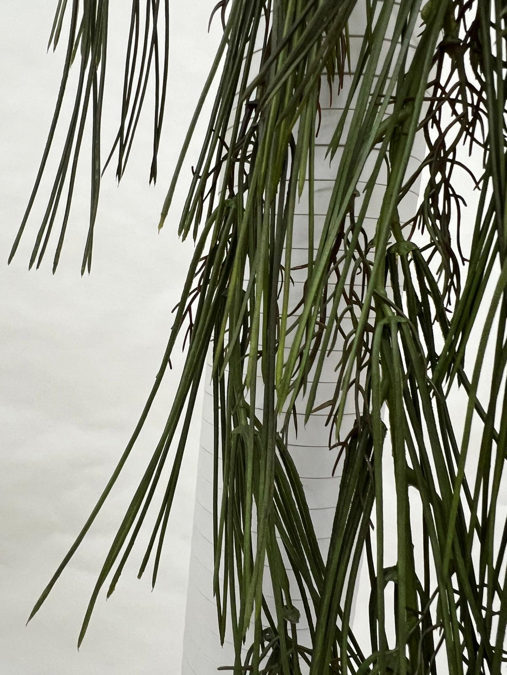 Plante Curgatoare