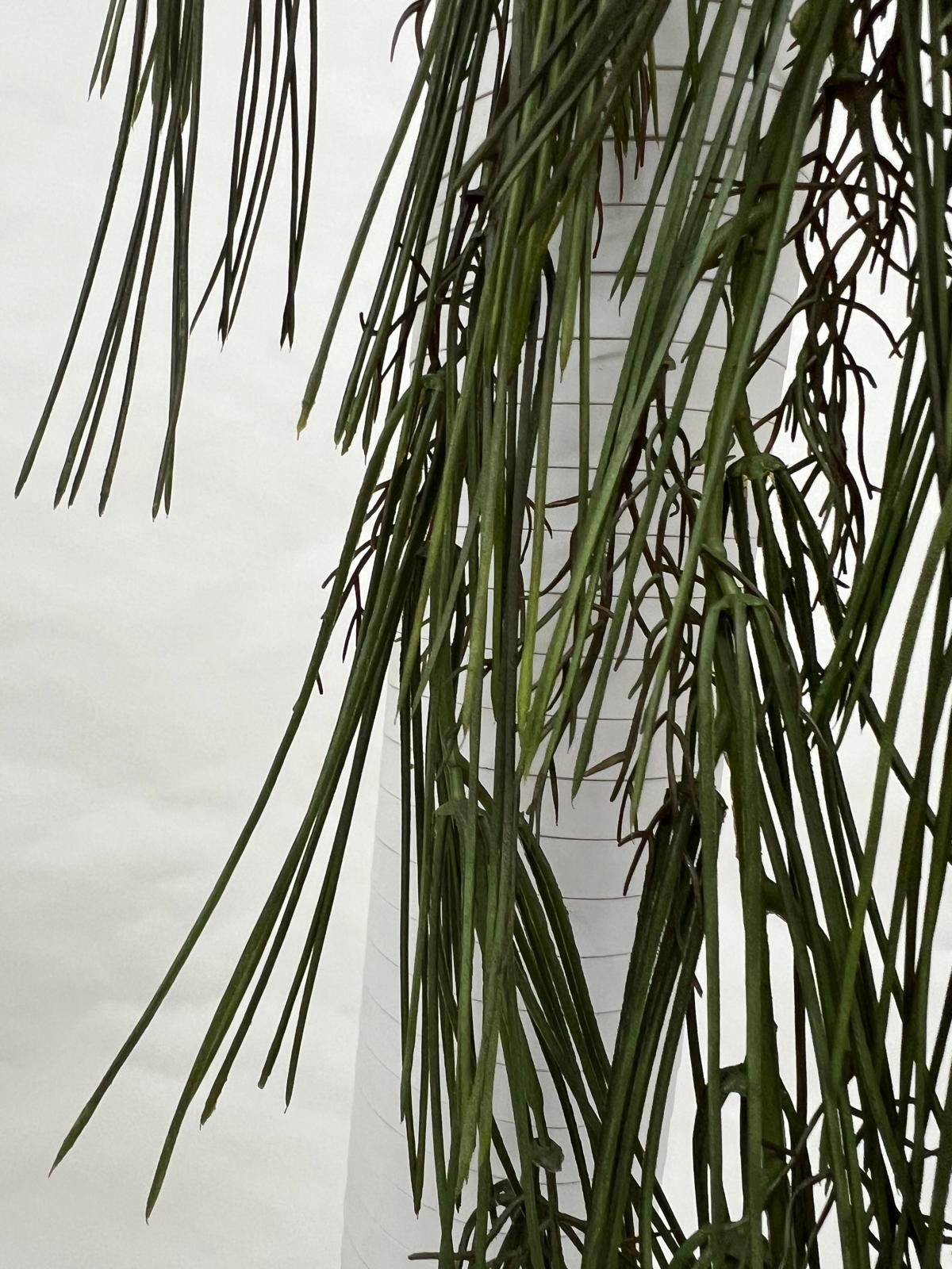 Plante Curgatoare