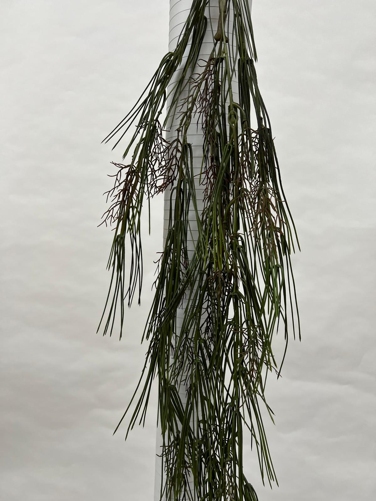 Plante Curgatoare