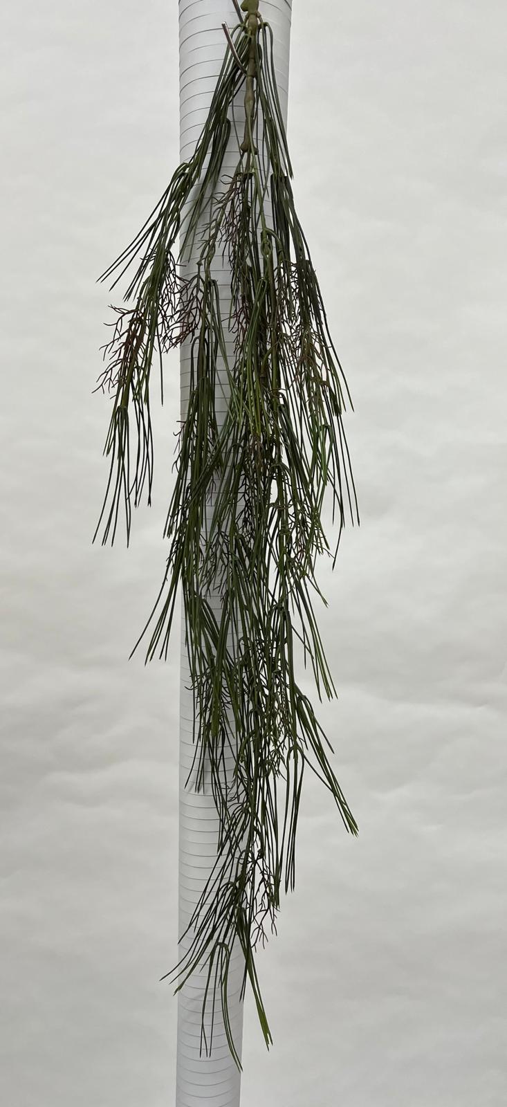 Plante Curgatoare