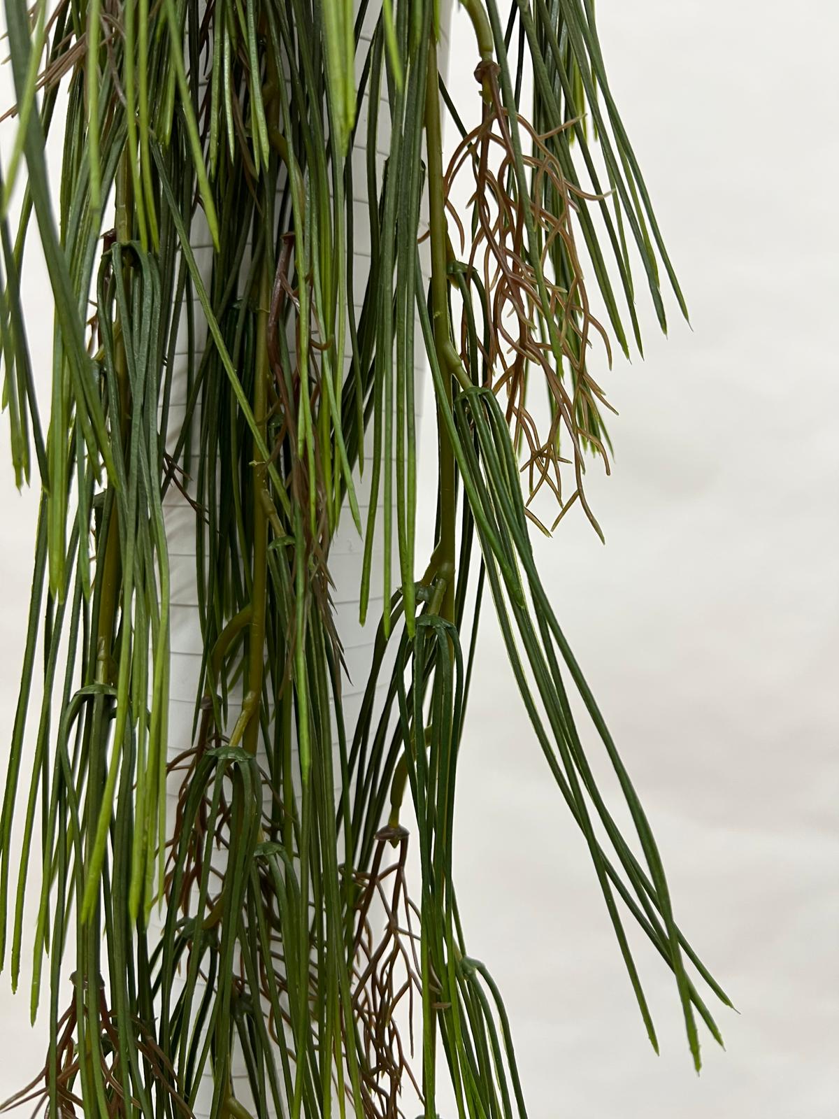 Plante Curgatoare