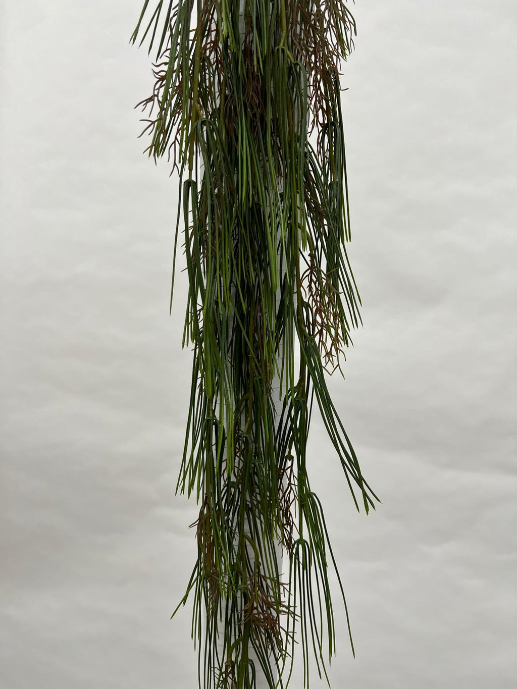 Plante Curgatoare
