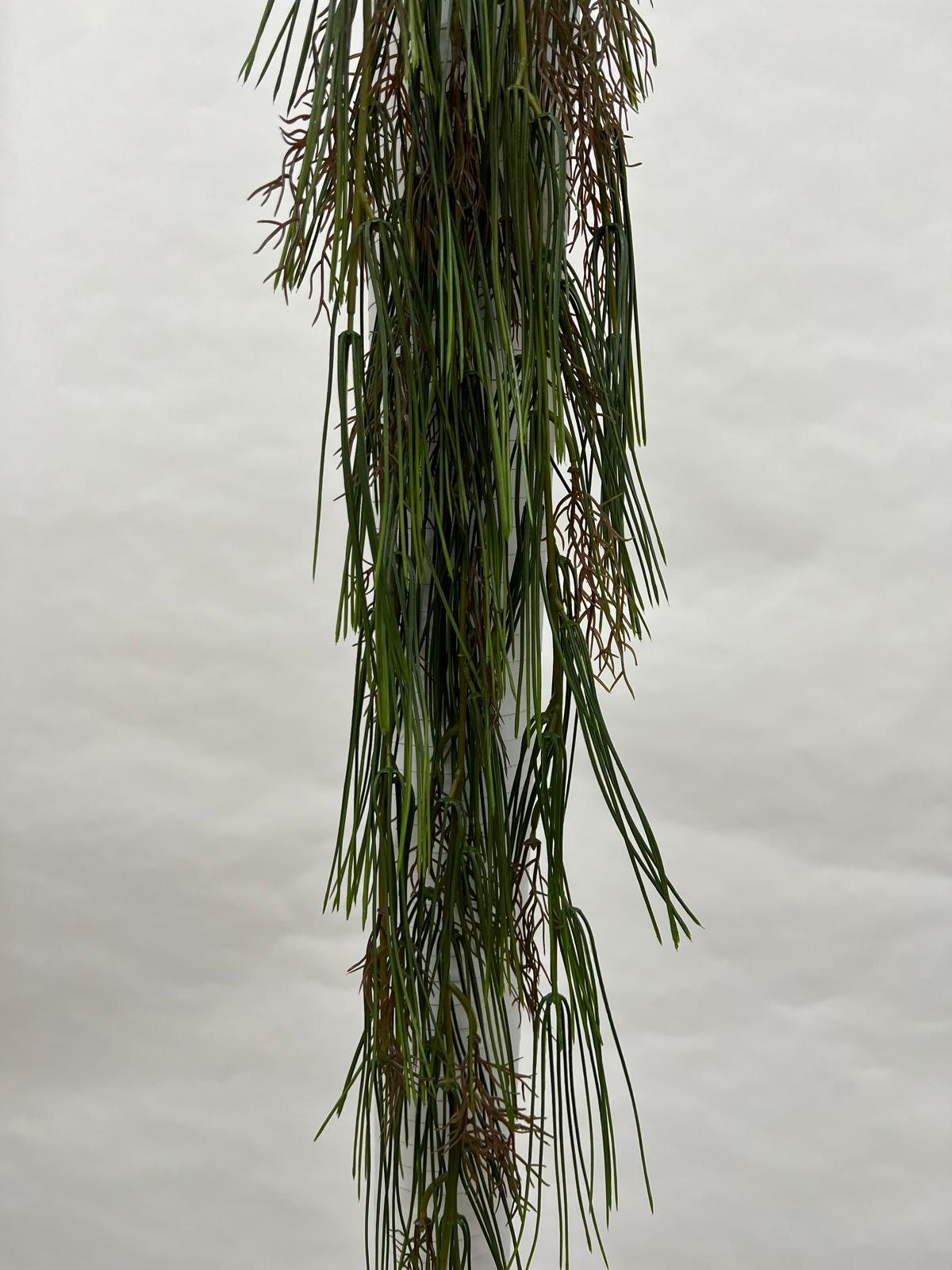 Plante Curgatoare