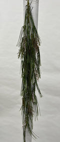Plante Curgatoare
