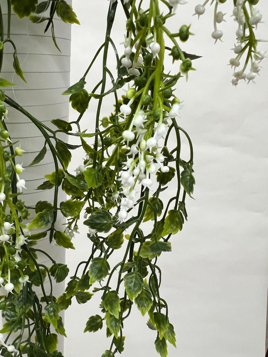 Plante Curgatoare