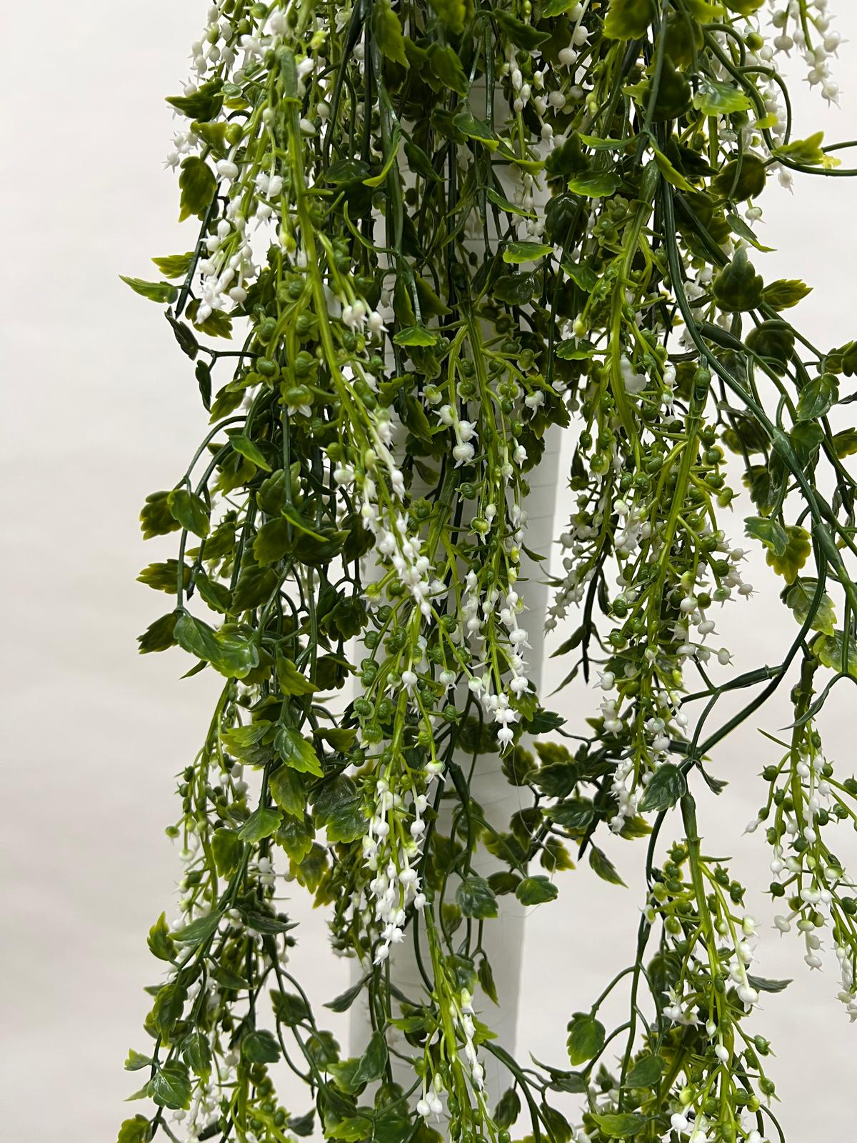 Plante Curgatoare