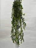 Plante Curgatoare