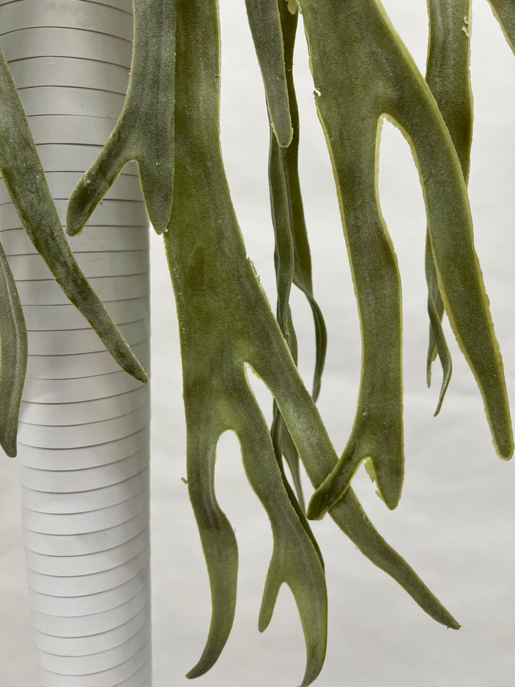 Plante Curgatoare