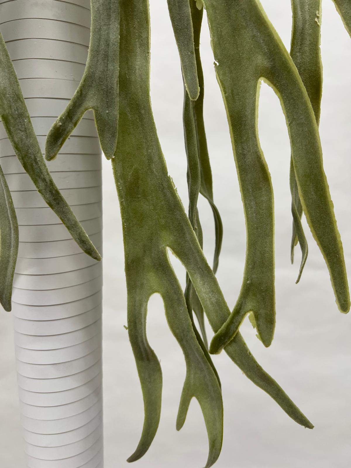Plante Curgatoare