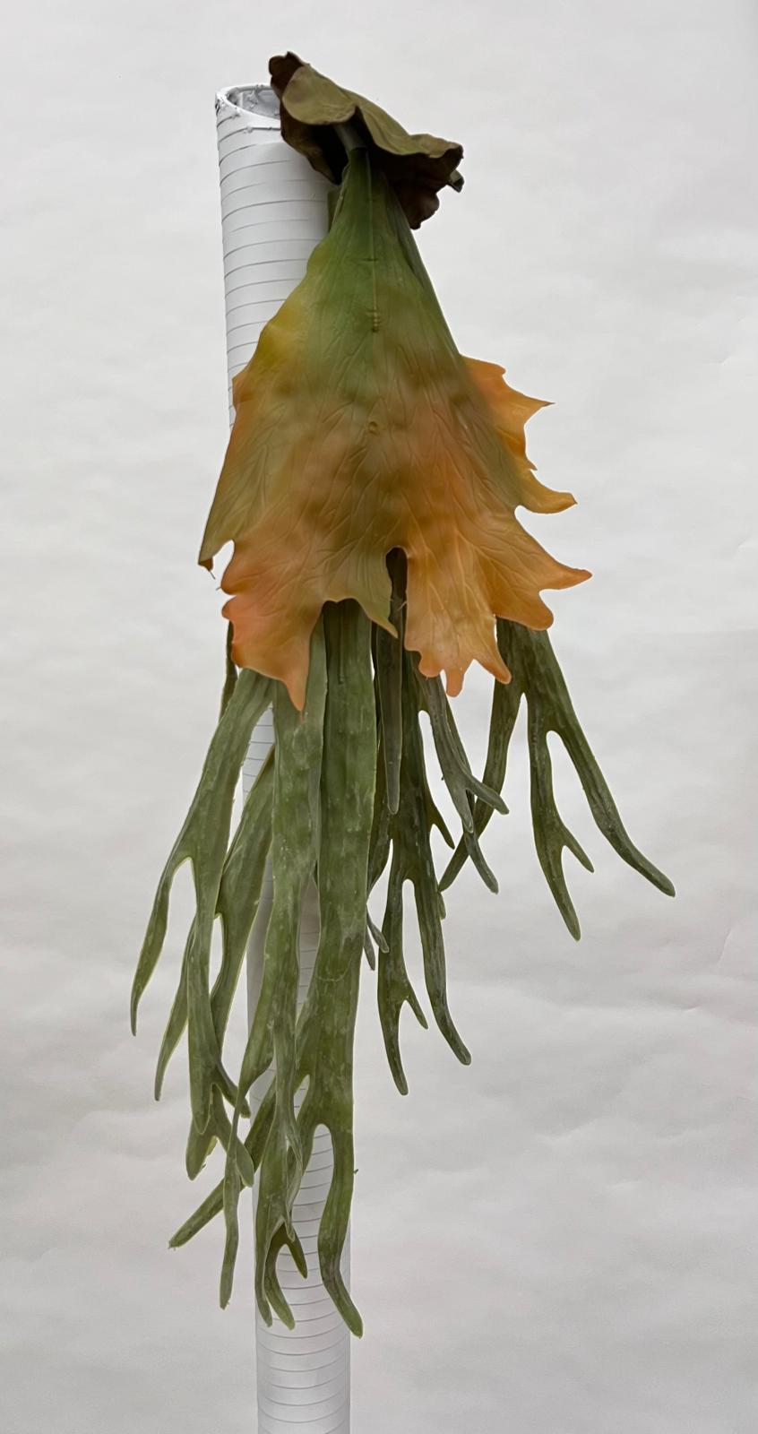 Plante Curgatoare