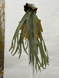 Plante Curgatoare