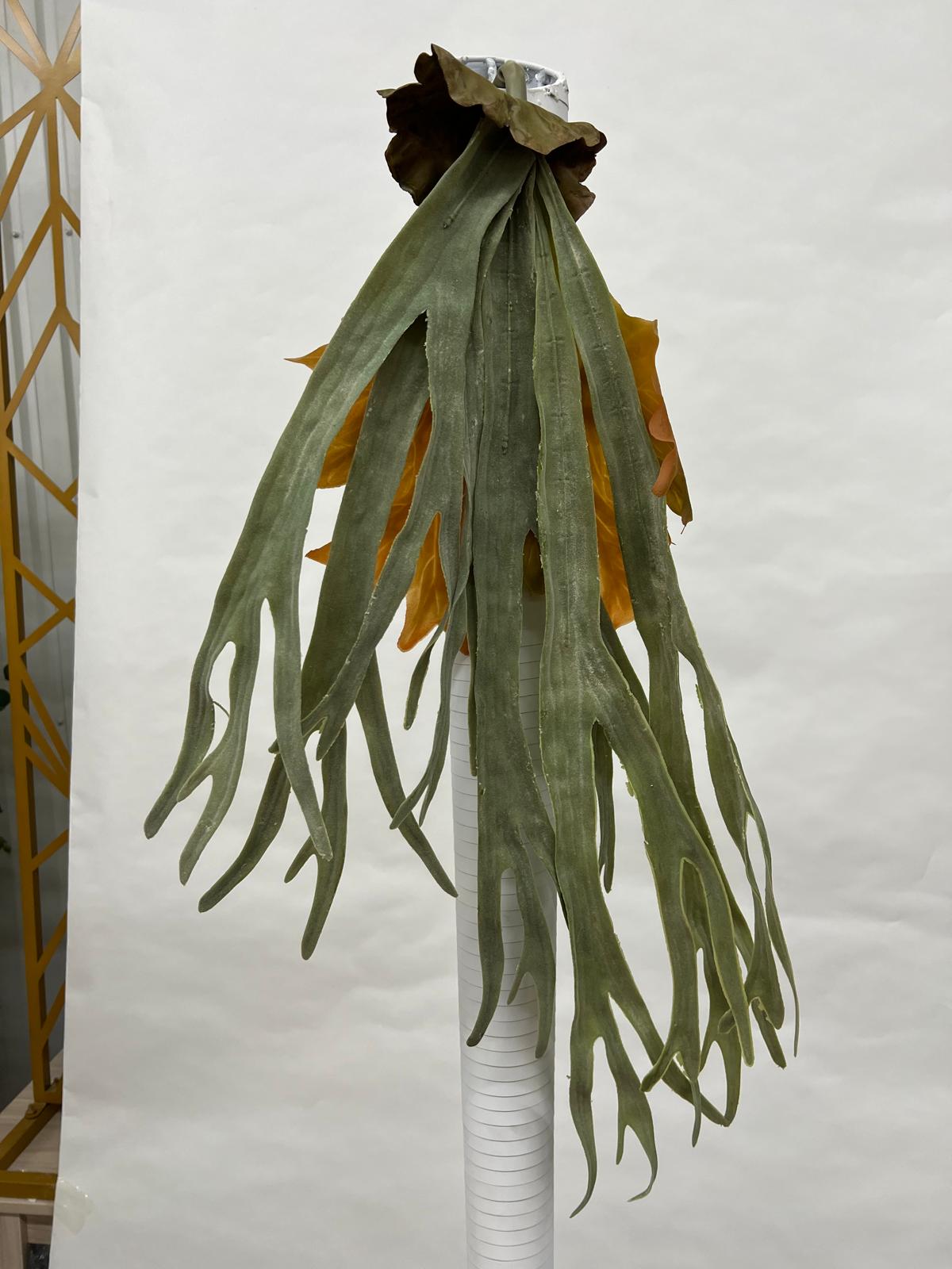 Plante Curgatoare